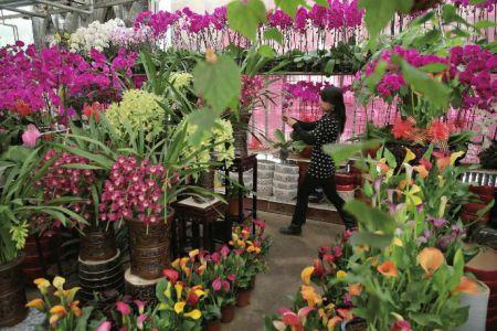 扁竹兰的种植方法，扁竹兰怎么种（华远Hi平台它世界自然新闻周刊第361期）