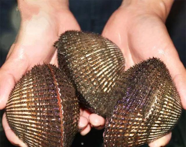 毛蚶的功效与作用,毛蚶有什么营养(正是吃"魁蚶"的好时候)