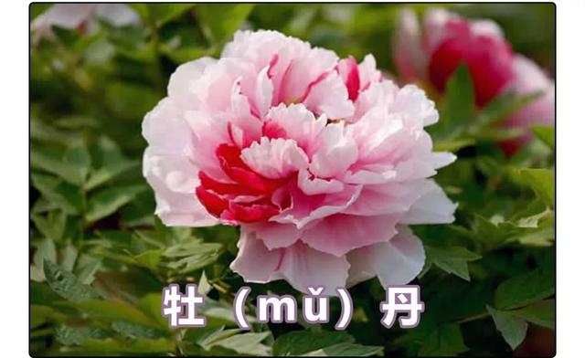 莘莘是什么意思，莘莘学子中的