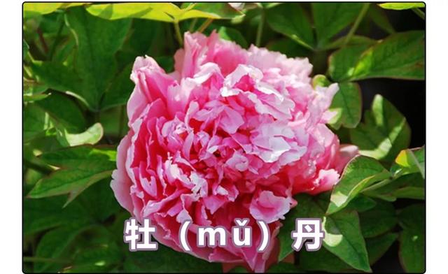 莘莘是什么意思，莘莘学子中的