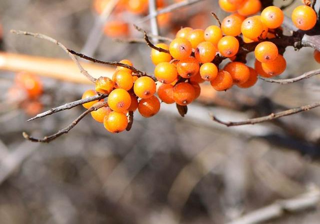 沙棘果多少钱一斤，沙棘对降低血糖有效吗（建议华阴人多吃这6种水果）