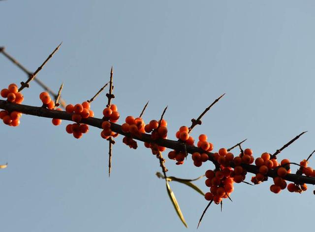 沙棘果多少钱一斤，沙棘对降低血糖有效吗（建议华阴人多吃这6种水果）