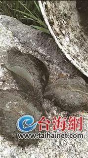 为什么不能随便吃海兔，海兔什么东西不能吃（福建这片海域的海兔千万别吃）