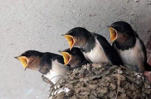 絮怎么读，絮怎么读什么意思（你知道益阳话里的“絮”“须”“催”怎么读吗）