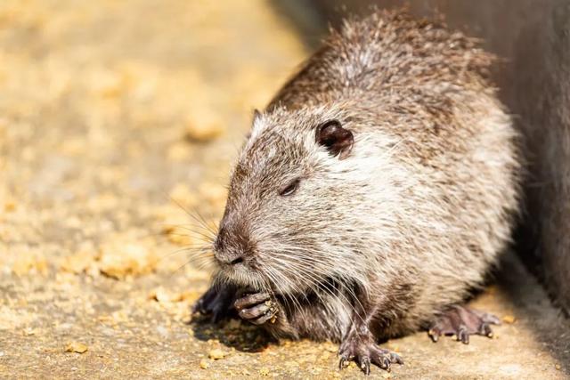 什么是河狸鼠，河狸和河狸鼠一样吗（在上海竟然能找到这么多“鼠”）