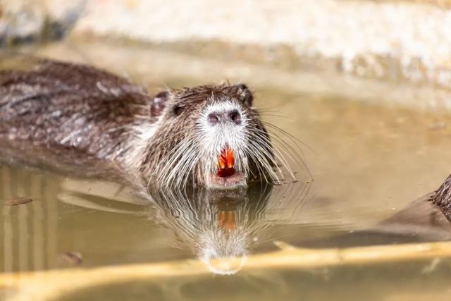 什么是河狸鼠，河狸和河狸鼠一样吗（在上海竟然能找到这么多“鼠”）