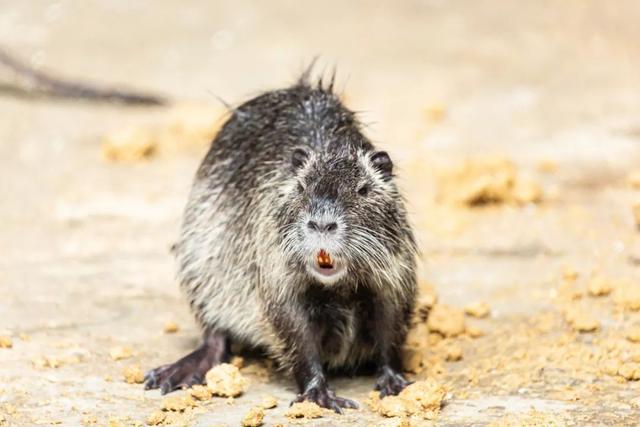 什么是河狸鼠，河狸和河狸鼠一样吗（在上海竟然能找到这么多“鼠”）