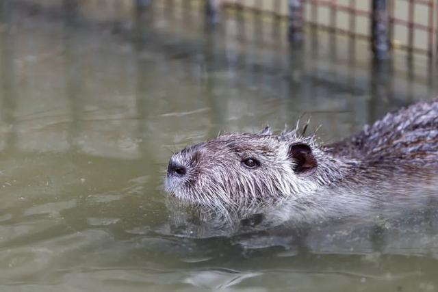 什么是河狸鼠，河狸和河狸鼠一样吗（在上海竟然能找到这么多“鼠”）