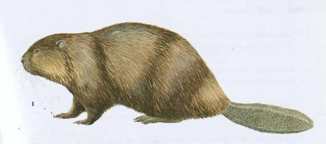 什么是河狸鼠，河狸和河狸鼠一样吗（在上海竟然能找到这么多“鼠”）