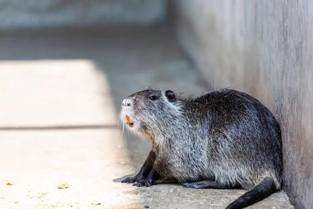 什么是河狸鼠，河狸和河狸鼠一样吗（在上海竟然能找到这么多“鼠”）