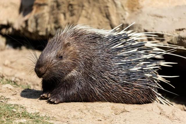 什么是河狸鼠，河狸和河狸鼠一样吗（在上海竟然能找到这么多“鼠”）