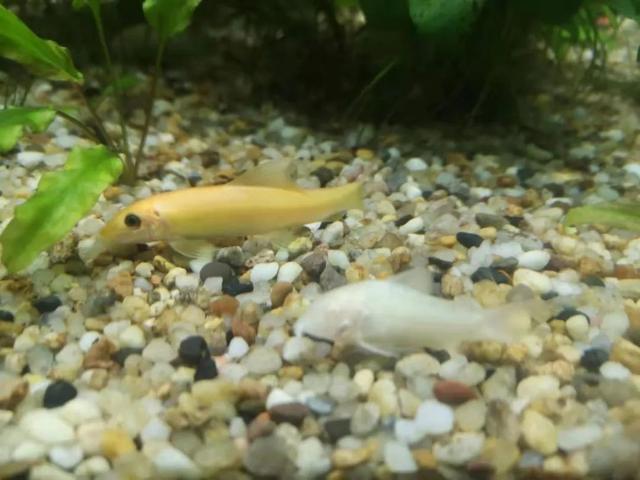 什么是河狸鼠，河狸和河狸鼠一样吗（在上海竟然能找到这么多“鼠”）