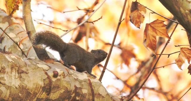 什么是河狸鼠，河狸和河狸鼠一样吗（在上海竟然能找到这么多“鼠”）