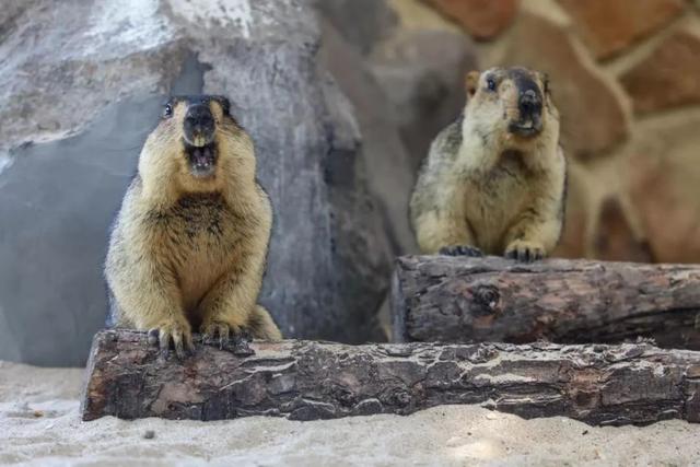 什么是河狸鼠，河狸和河狸鼠一样吗（在上海竟然能找到这么多“鼠”）