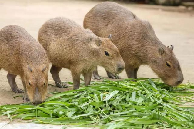 什么是河狸鼠，河狸和河狸鼠一样吗（在上海竟然能找到这么多“鼠”）
