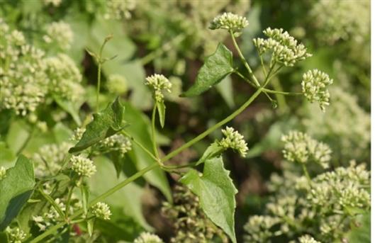 关于植物的资料，6个有关植物的知识点（薇甘菊：“疯狂”的植物杀手）