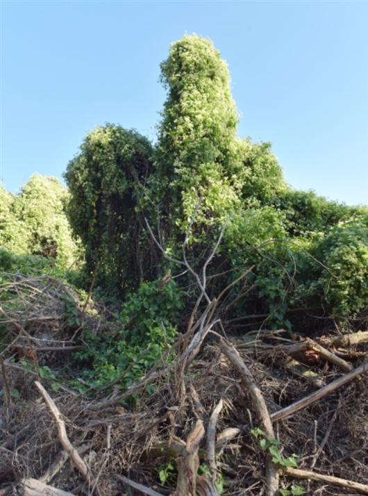 关于植物的资料，6个有关植物的知识点（薇甘菊：“疯狂”的植物杀手）