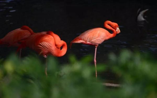 陪伴是最长情的告白，陪伴是最长情的告白是什么意思（晚慢读，陪伴是最长情的告白图片）