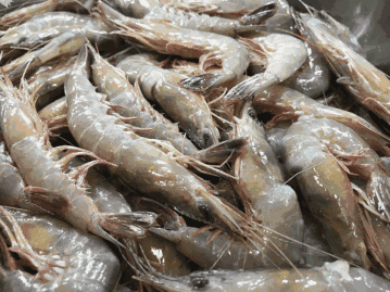 大连海鲜批发市场，求推荐好点的大连的海鲜市场（大连各类海鲜价格如何）