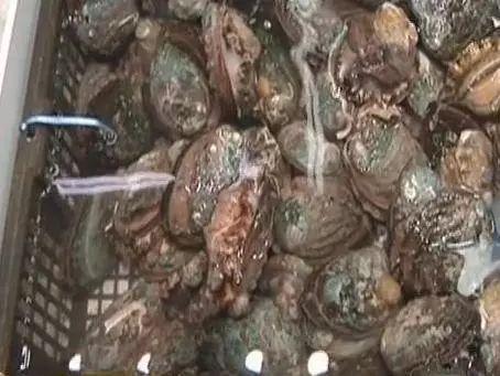 大连海鲜批发市场，求推荐好点的大连的海鲜市场（大连各类海鲜价格如何）