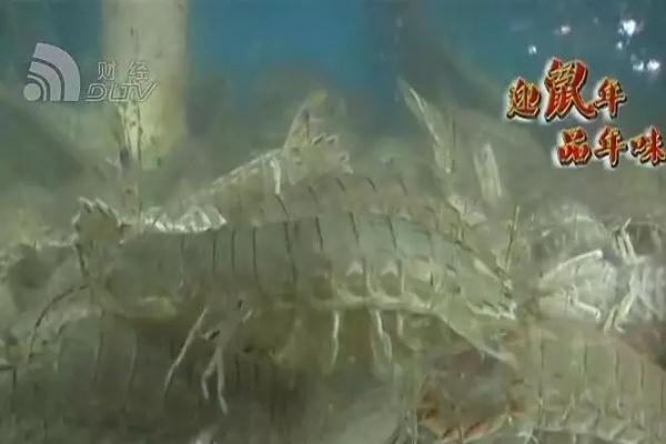 大连海鲜批发市场，求推荐好点的大连的海鲜市场（大连各类海鲜价格如何）