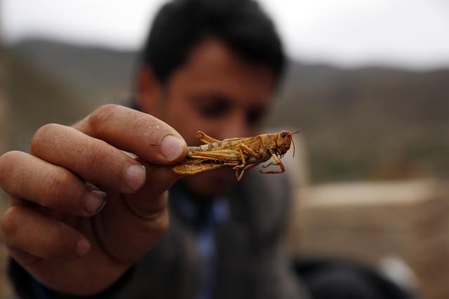 东非蝗灾会影响中国吗，东非蝗灾频发的原因有哪些（蝗灾距中国仅一步之遥）