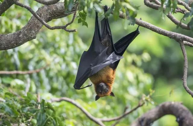 蝙蝠咬人吗，蝙蝠飞到家里是什么预兆（蝙蝠虽是“毒库”）