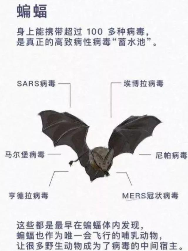 蝙蝠咬人吗，蝙蝠飞到家里是什么预兆（蝙蝠虽是“毒库”）