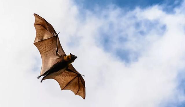蝙蝠咬人吗，蝙蝠飞到家里是什么预兆（蝙蝠虽是“毒库”）
