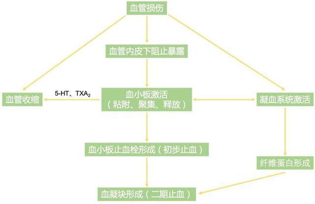 血清是什么，血清是什么颜色的管子（血浆和血清，谁才是救命稻草）