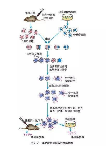 血清是什么，血清是什么颜色的管子（血浆和血清，谁才是救命稻草）
