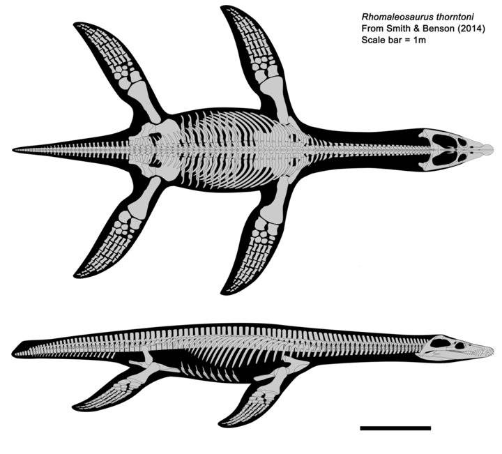 短脖子的蛇颈龙