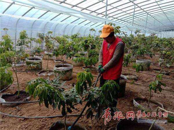 荔枝树北方可以种吗，荔枝树在北方可以种植吗（6月有望吃上本土产荔枝）