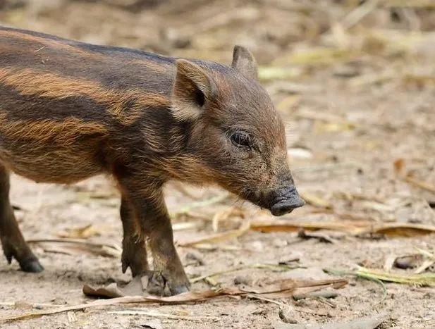 黄惊是什么动物，黄猄是国家几级保护动物（十大被吃的悲催野生动物）
