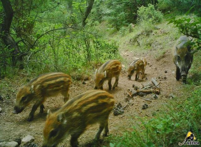黄惊是什么动物，黄猄是国家几级保护动物（十大被吃的悲催野生动物）