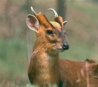 黄惊是什么动物，黄猄是国家几级保护动物（十大被吃的悲催野生动物）