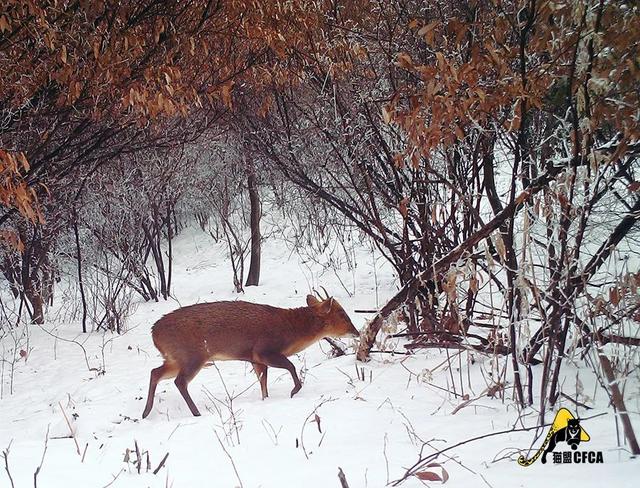 黄惊是什么动物，黄猄是国家几级保护动物（十大被吃的悲催野生动物）