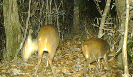 黄惊是什么动物，黄猄是国家几级保护动物（十大被吃的悲催野生动物）
