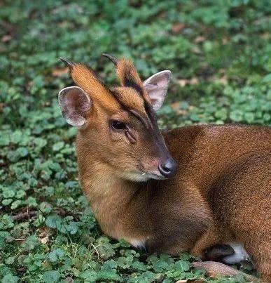 黄惊是什么动物，黄猄是国家几级保护动物（十大被吃的悲催野生动物）