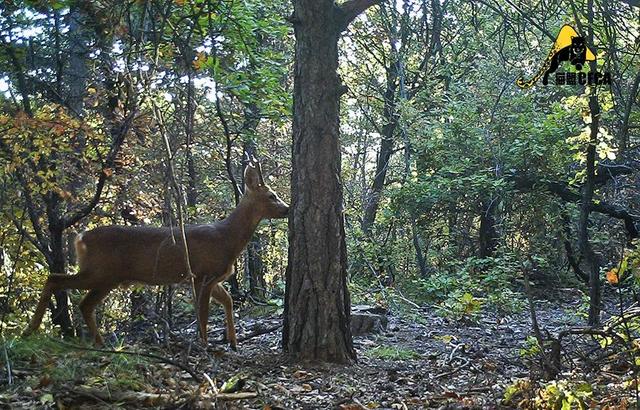 黄惊是什么动物，黄猄是国家几级保护动物（十大被吃的悲催野生动物）