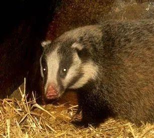 黄惊是什么动物，黄猄是国家几级保护动物（十大被吃的悲催野生动物）