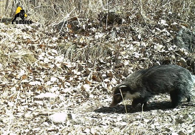黄惊是什么动物，黄猄是国家几级保护动物（十大被吃的悲催野生动物）