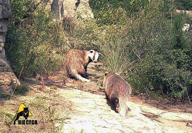 黄惊是什么动物，黄猄是国家几级保护动物（十大被吃的悲催野生动物）