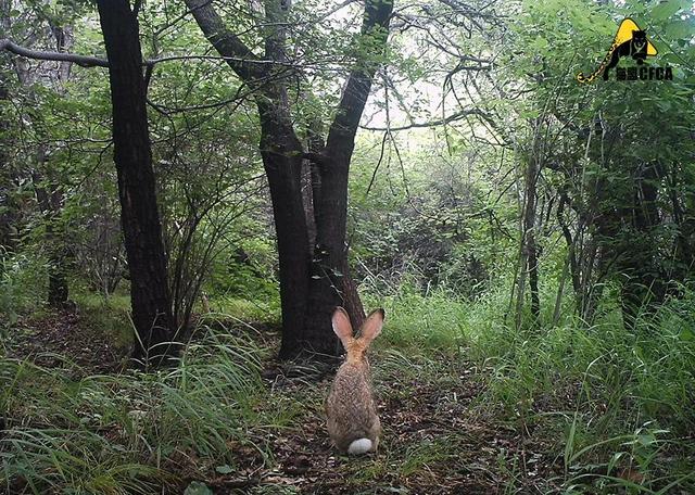 黄惊是什么动物，黄猄是国家几级保护动物（十大被吃的悲催野生动物）
