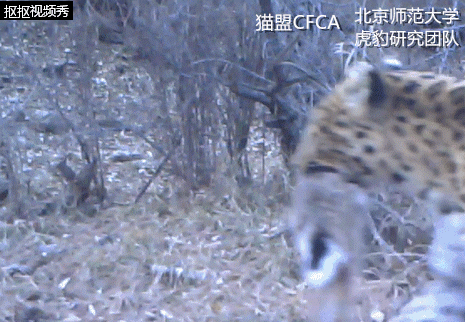 黄惊是什么动物，黄猄是国家几级保护动物（十大被吃的悲催野生动物）