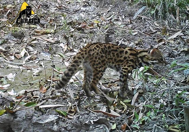 黄惊是什么动物，黄猄是国家几级保护动物（十大被吃的悲催野生动物）