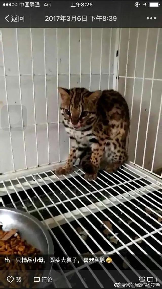 黄惊是什么动物，黄猄是国家几级保护动物（十大被吃的悲催野生动物）