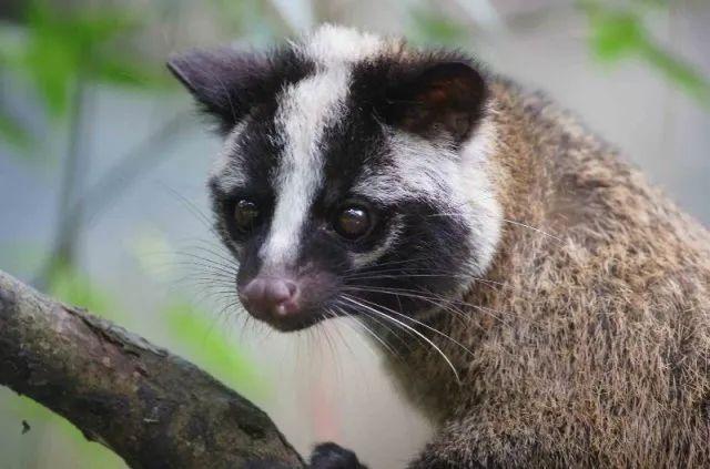 黄惊是什么动物，黄猄是国家几级保护动物（十大被吃的悲催野生动物）