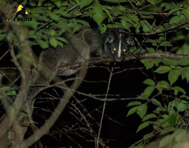 黄惊是什么动物，黄猄是国家几级保护动物（十大被吃的悲催野生动物）