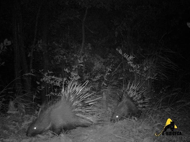 黄惊是什么动物，黄猄是国家几级保护动物（十大被吃的悲催野生动物）